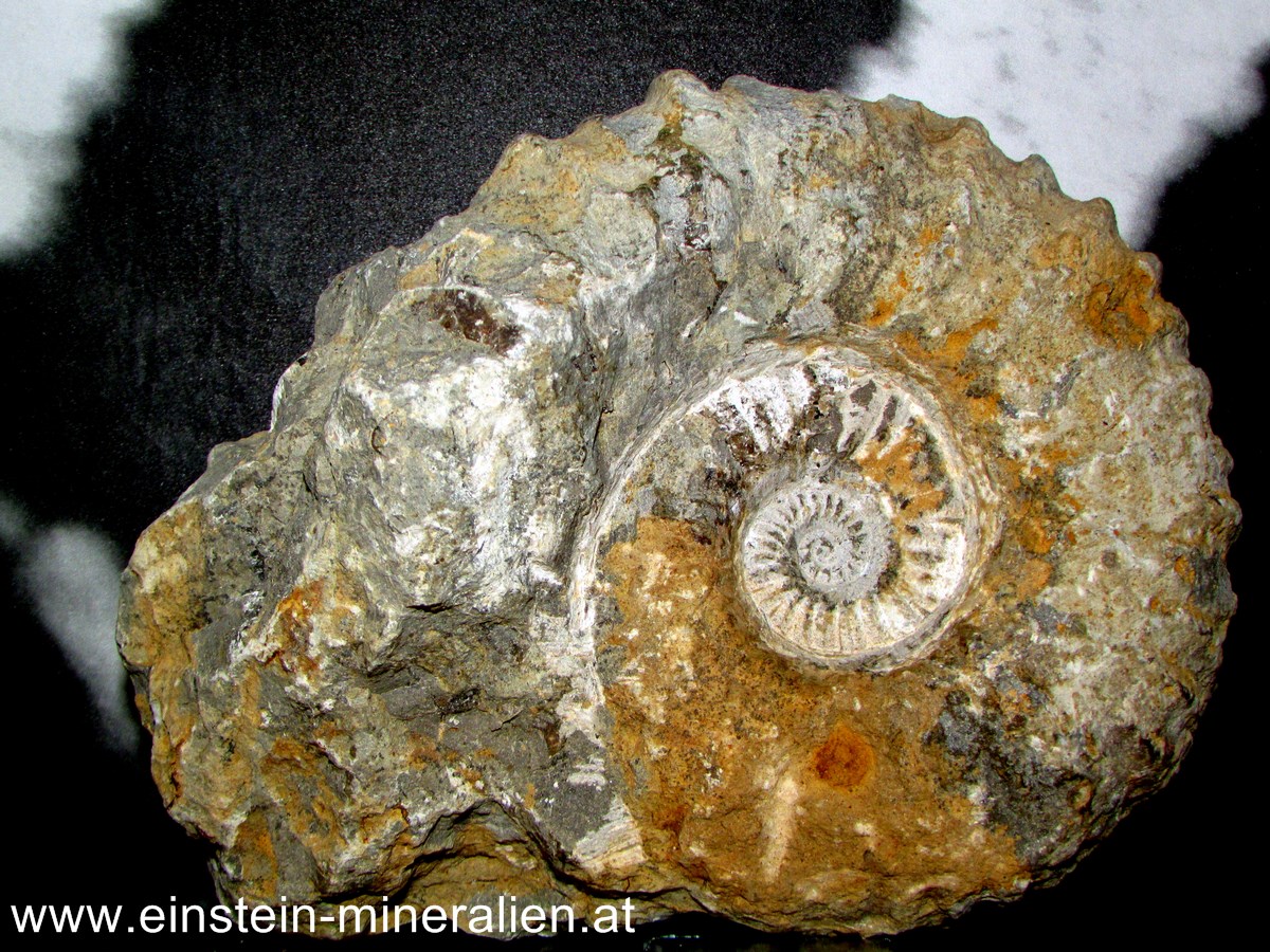 Ammonit 1,735kg
